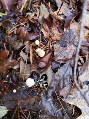 Paragymnopus perforans