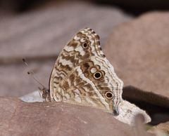Junonia rhadama
