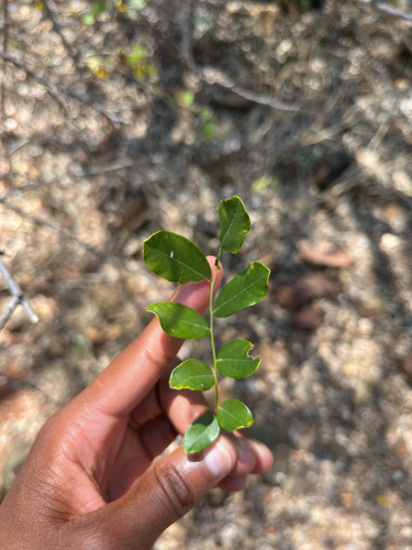 Dalbergia melanoxylon, photograph 6