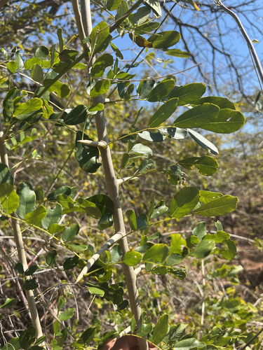 African Blackwood (Dalbergia melanoxylon)
