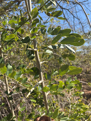 Dalbergia melanoxylon, photograph author not stated, no rights reserved