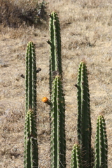 Corryocactus brevistylus