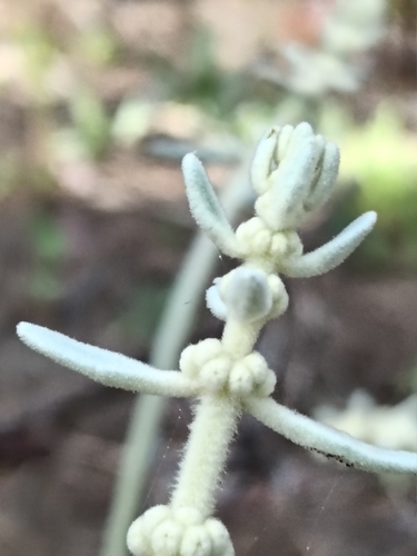 Sideritis oroteneriffae, photograph 3