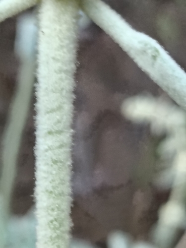 Sideritis oroteneriffae, photograph 4