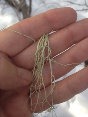 Evernia divaricata