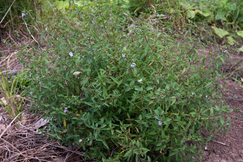 Mosla chinensis iNat (1)