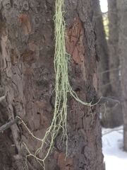 Evernia divaricata