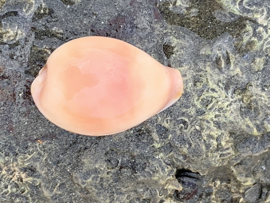 Sub Pypriform Sea Shell Pyriform Cowry from Coral Sea, Balgal Beach, QLD, AU on August 20, 2025 ...