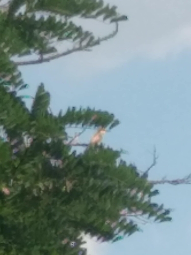 European Bee-eater