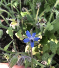 Borago
