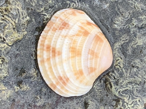Antigona lamellaris observed 2025-08-20