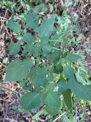 Solanum americanum