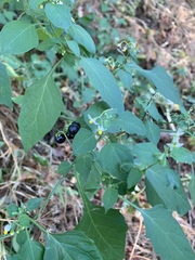 Solanum americanum