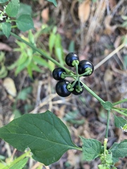 Solanum americanum
