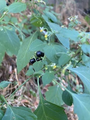 Solanum americanum