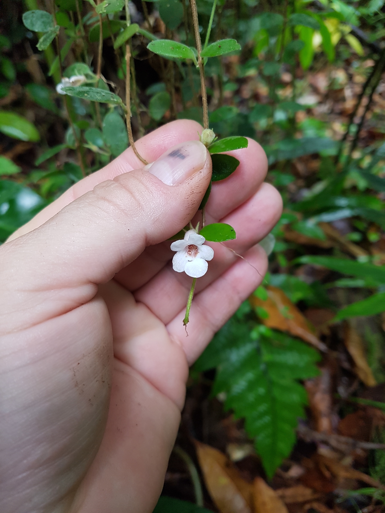 Codonanthe Devosiana (Codonanthe devosiana)