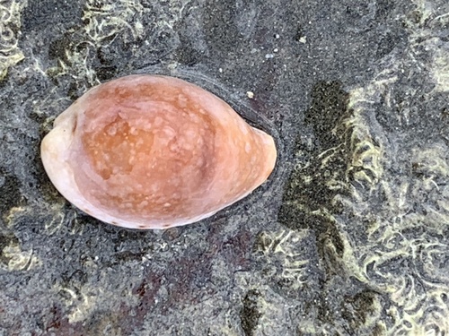 Cypraea pyriformis observed 2025-08-20