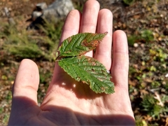 Stigmella villosella