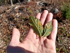Stigmella villosella