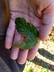 Stigmella villosella