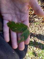 Stigmella villosella