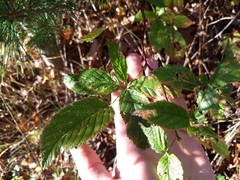 Stigmella villosella