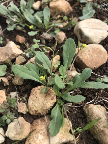Diplotaxis viminea iNat (1)