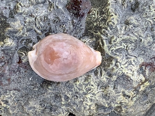 Cypraea pyriformis observed 2025-08-20