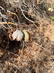 Aesculus californica
