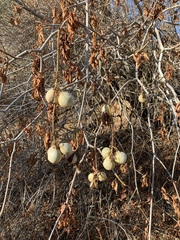 Aesculus californica