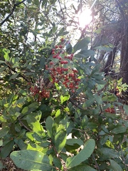 Heteromeles arbutifolia