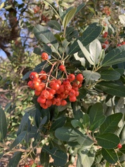 Heteromeles arbutifolia