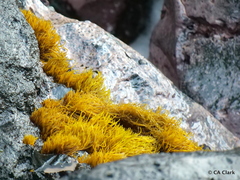 Ahnfeltiopsis concinna