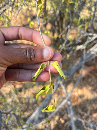 Cape Teak (Strychnos decussata)