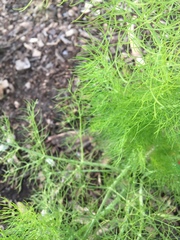 Foeniculum vulgare dulce