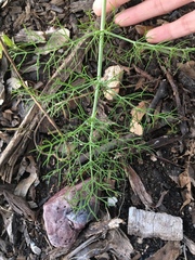 Foeniculum vulgare dulce