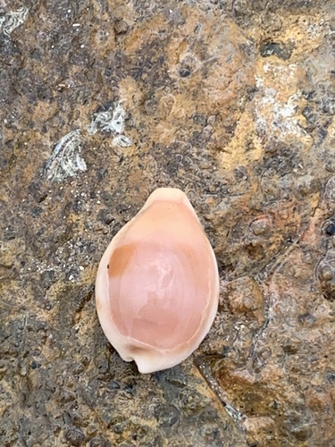Cypraea pyriformis observed 2025-08-20