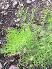 Foeniculum vulgare dulce