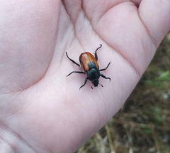 Anisoplia austriaca