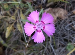 Dianthus caucaseus