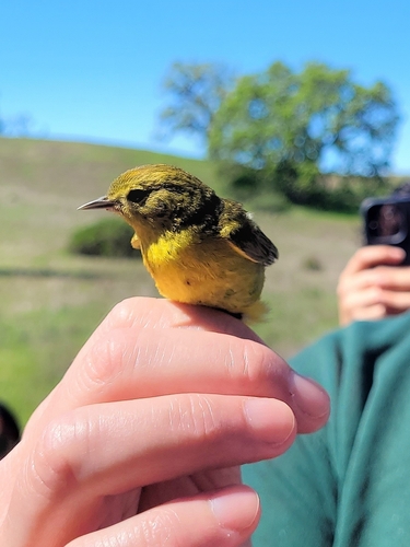 iNaturalist observation photo of Orange-crowned Warbler