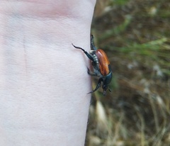 Anisoplia austriaca