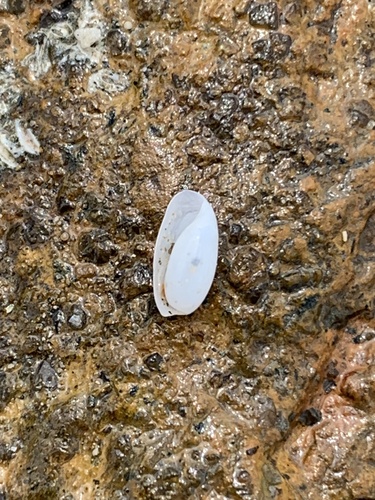 Atys cylindricus observed 2025-08-20