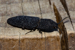 Lacon punctatus