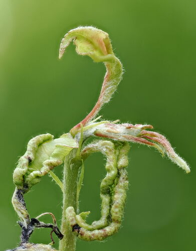 Pear Leafcurling Midge