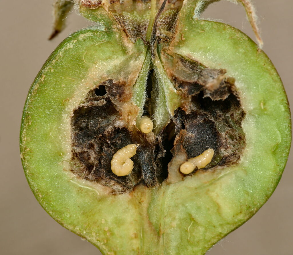 pear midge
