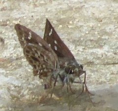 Sovia albipectus