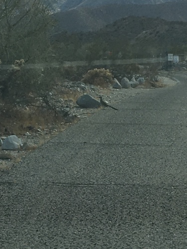 iNaturalist observation photo of Greater Roadrunner