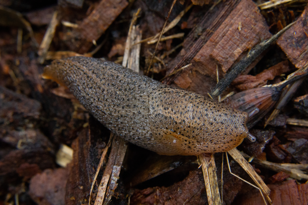 Limax millipunctatus
