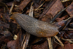 Limax millipunctatus